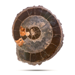 Спил раковины аммонита коллекционный, 36 см